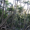 Plants: image 12 Of 208 Thumb